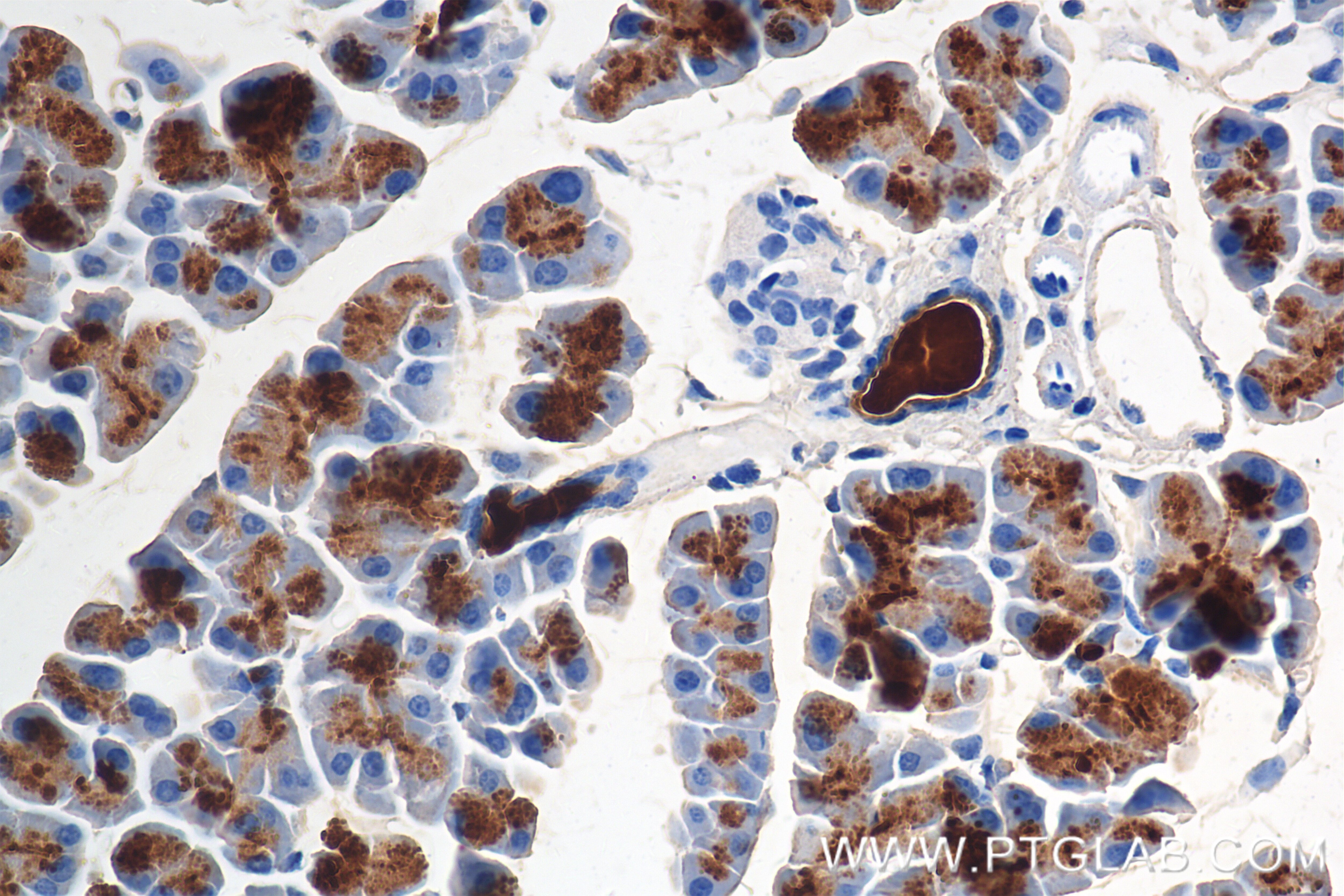 Immunohistochemical analysis of paraffin-embedded mouse pancreas tissue slide using 86143-1-RR (Klk1 antibody) at dilution of 1:1000 (under 40x lens). Heat mediated antigen retrieval with Tris-EDTA buffer (pH 9.0). Immunohistochemistry (IHC) staining of mouse pancreas tissue using Klk1 Recombinant antibody (86143-1-RR)