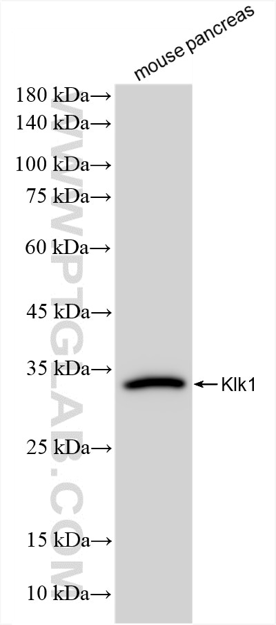 mouse pancreas tissue were subjected to SDS PAGE followed by western blot with 86143-1-RR (Klk1 antibody) at dilution of 1:5000 incubated at room temperature for 1.5 hours. Western Blot (WB) analysis of mouse pancreas tissue using Klk1 Recombinant antibody (86143-1-RR)