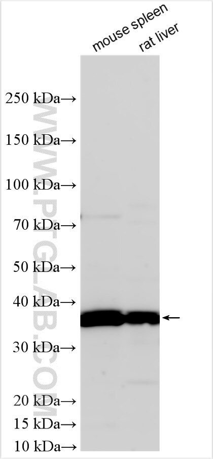 Western Blot (WB) analysis of various lysates using Klrb1a/CD161a Polyclonal antibody (32132-1-AP)