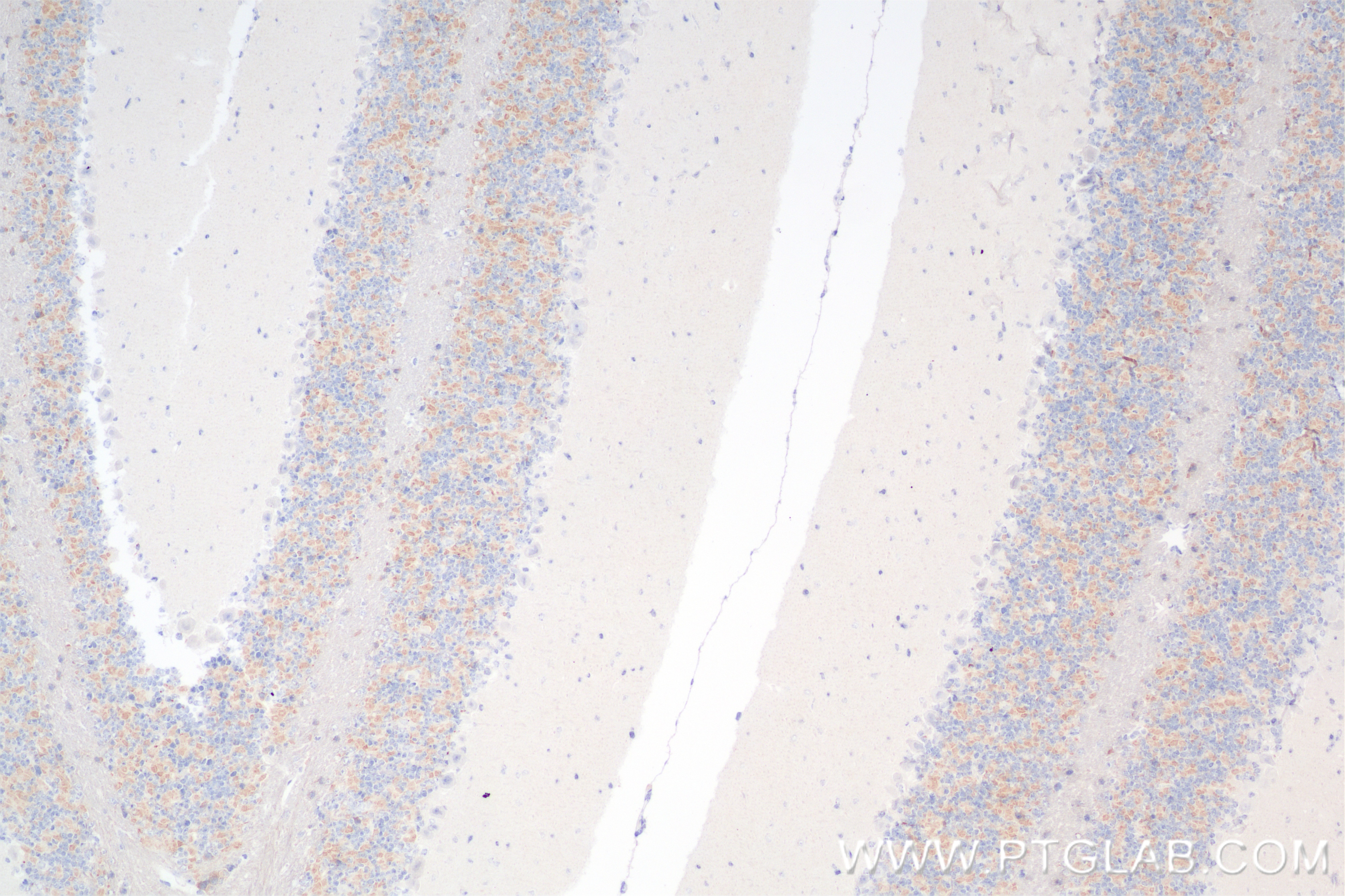 Immunohistochemistry (IHC) staining of mouse cerebellum tissue using Kv4.2 Recombinant antibody (85133-3-RR)