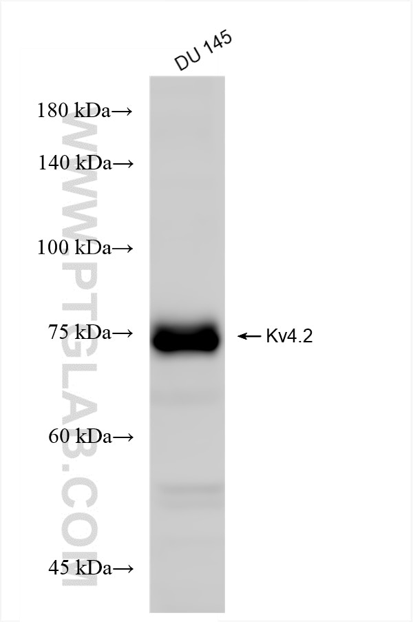 Western Blot (WB) analysis of DU 145 cells using Kv4.2 Recombinant antibody (85133-3-RR)