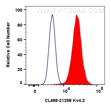 Flow cytometry (FC) experiment of HeLa cells using CoraLite® Plus 488-conjugated Kv4.2 Polyclonal ant (CL488-21298)