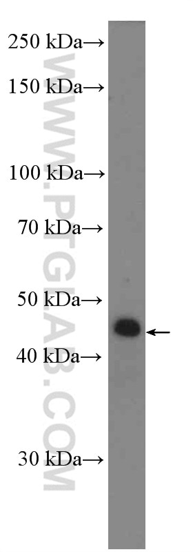 Western Blot (WB) analysis of SH-SY5Y cells using L-VEGFA Polyclonal antibody (22341-1-AP)