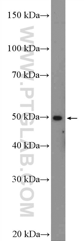 L-VEGFA
