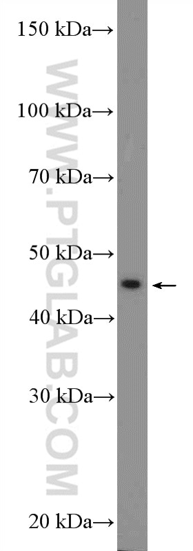 Western Blot (WB) analysis of MCF-7 cells using L-VEGFA Polyclonal antibody (22341-1-AP)