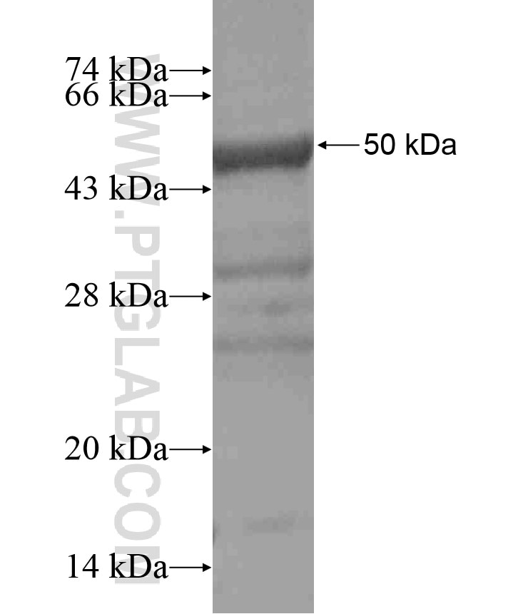 L-VEGFA fusion protein Ag17831 SDS-PAGE
