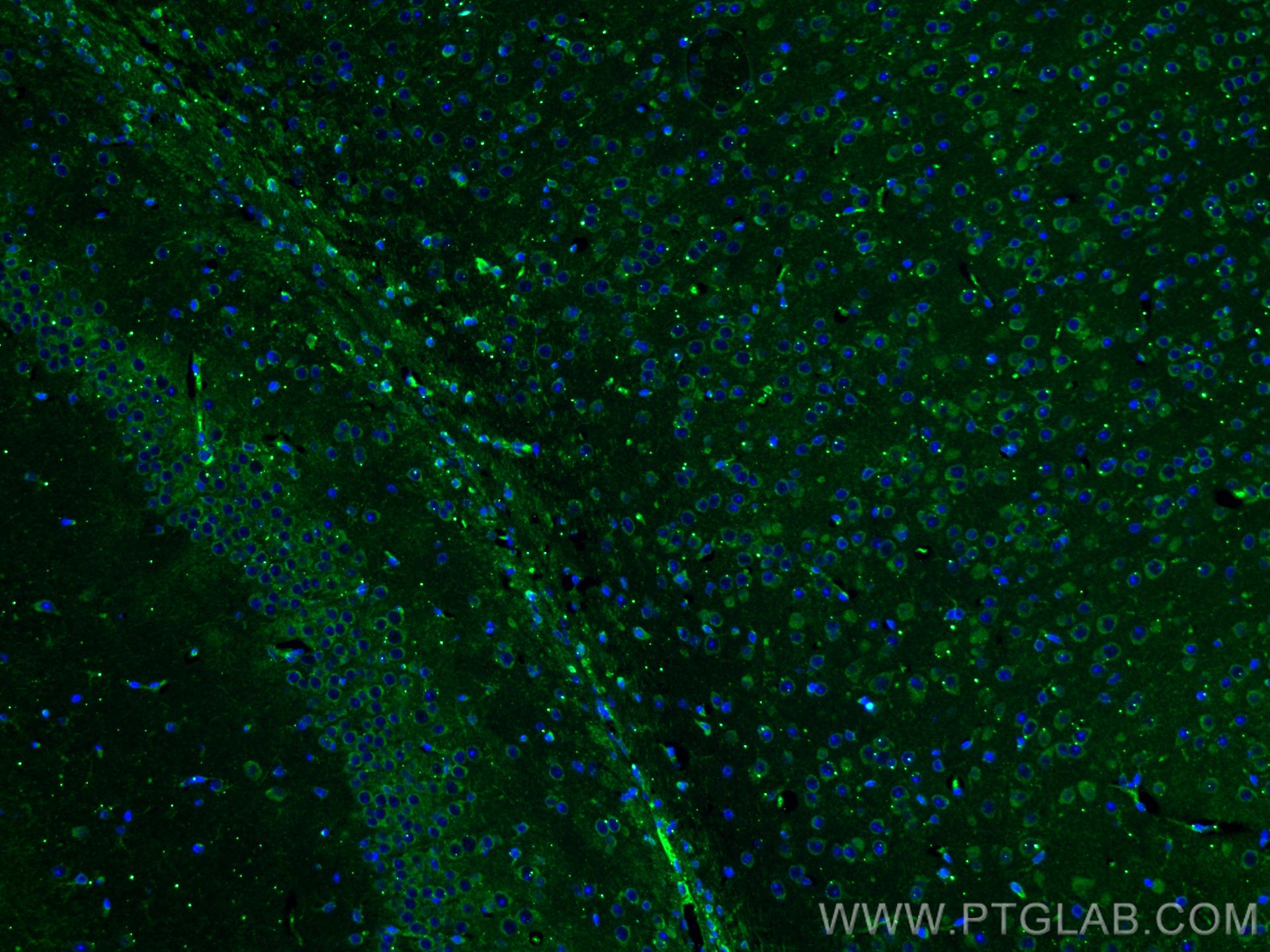 IF Staining of mouse brain using 67115-1-Ig