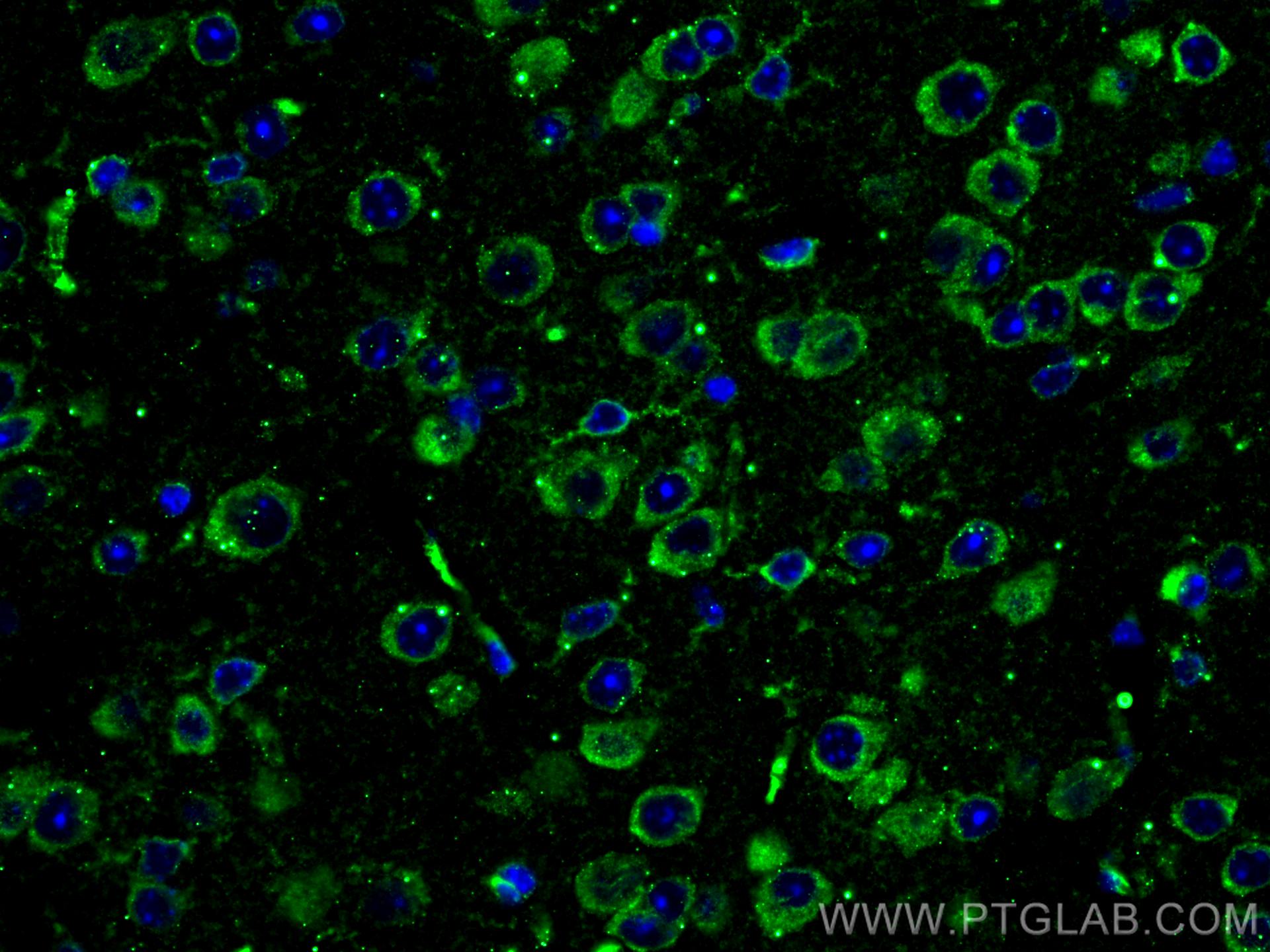 IF Staining of mouse brain using 67115-1-Ig
