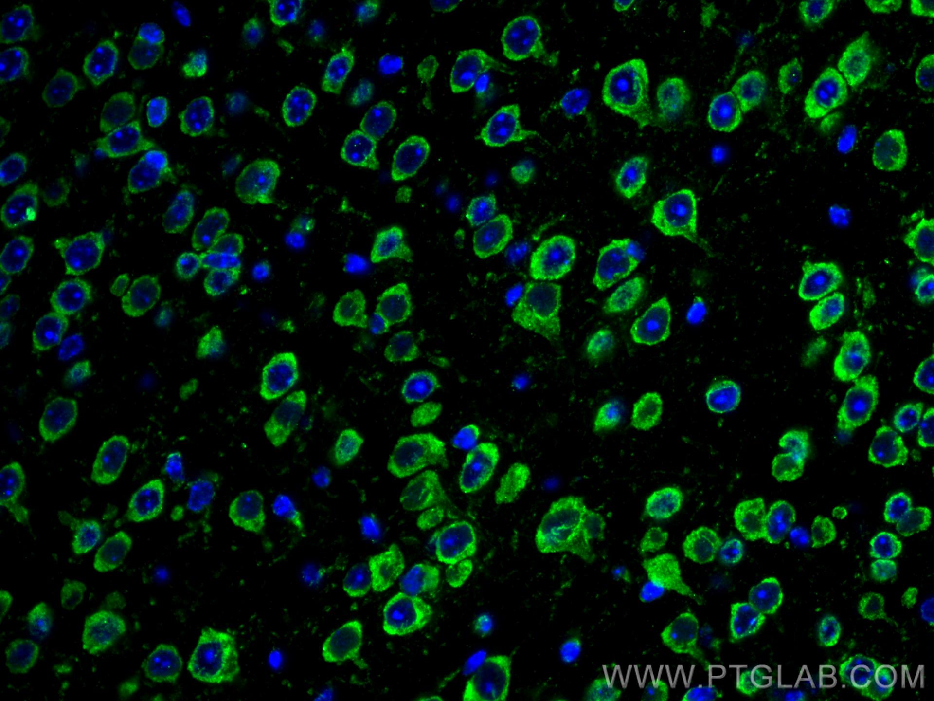 Immunofluorescence (IF) / fluorescent staining of mouse brain tissue using CoraLite® Plus 488-conjugated L1CAM Monoclonal ant (CL488-67115)