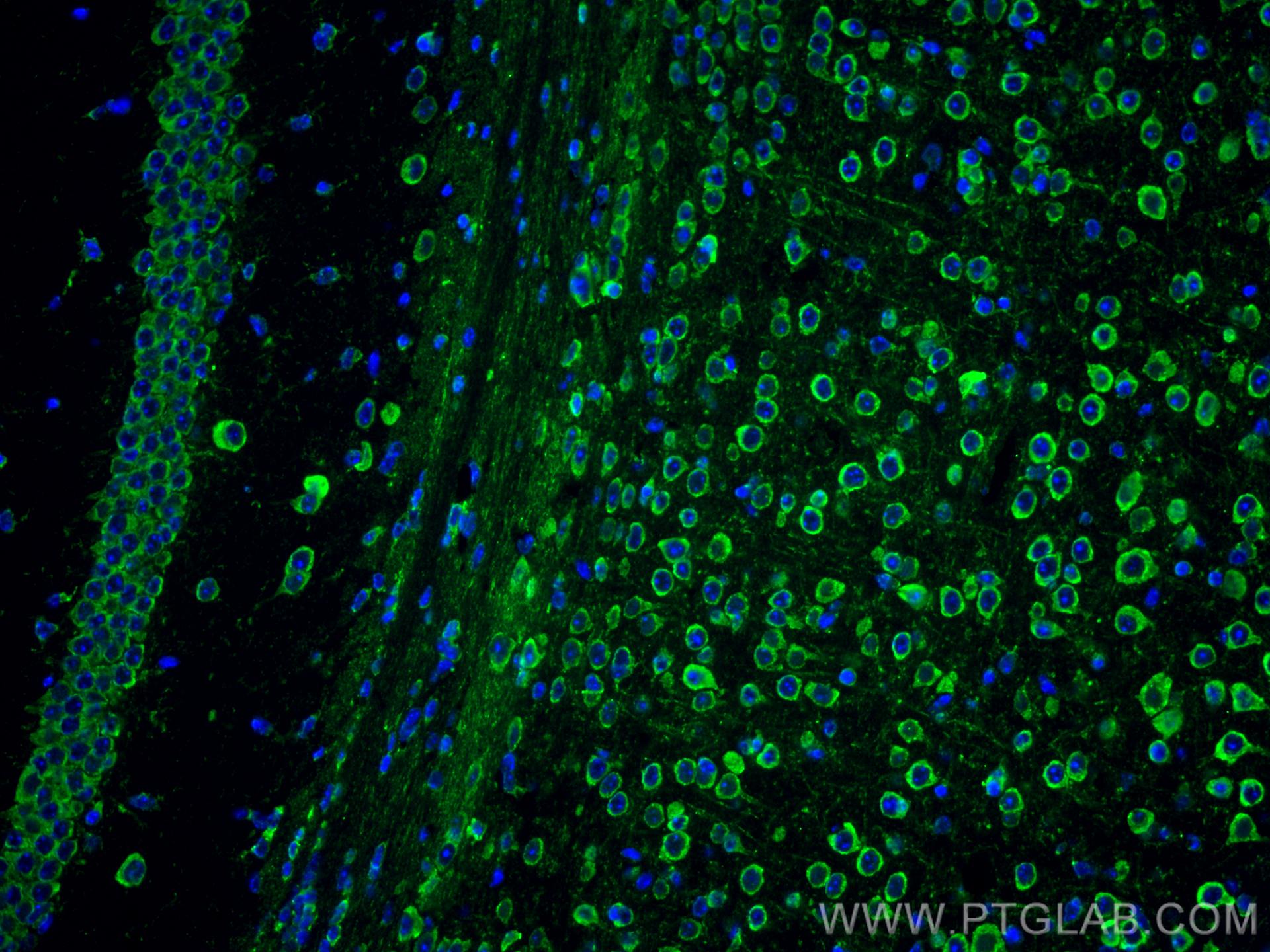 Immunofluorescence (IF) / fluorescent staining of mouse brain tissue using CoraLite® Plus 488-conjugated L1CAM Monoclonal ant (CL488-67115)