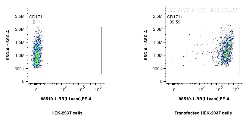 1x10^6 293T cells or L1CAM/CD171 transfected 293T cells were surface stained with 0.25 ug Anti-Mouse L1CAM/CD171 Rabbit RecAb (98510-1-RR, Clone: 250101F8) and PE-Conjugated Goat Anti-Rabbit IgG(H+L). Cells were not fixed. This data was developed using the same antibody clone with 98510-1-PBS in a different storage buffer formulation. Flow cytometry (FC) experiment of Transfected HEK-293T cells using Anti-Mouse L1CAM/CD171 Rabbit Recombinant Antibody (98510-1-RR)