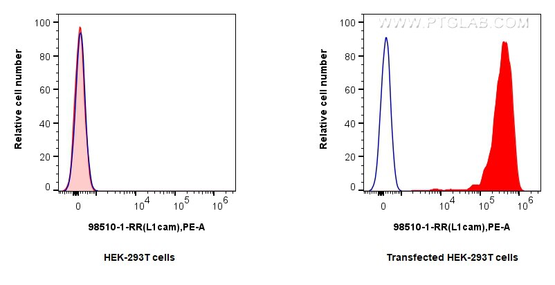 1x10^6 293T cells or L1CAM/CD171 transfected 293T cells were surface stained with 0.25 ug Anti-Mouse L1CAM/CD171 Rabbit RecAb (98510-1-RR, Clone: 250101F8) (red) or 0.25 ug Rabbit IgG Isotype Control RecAb (98136-1-RR, Clone: 240953C9) (blue), and PE-Conjugated Goat Anti-Rabbit IgG(H+L). Cells were not fixed. This data was developed using the same antibody clone with 98510-1-PBS in a different storage buffer formulation. Flow cytometry (FC) experiment of Transfected HEK-293T cells using Anti-Mouse L1CAM/CD171 Rabbit Recombinant Antibody (98510-1-RR)