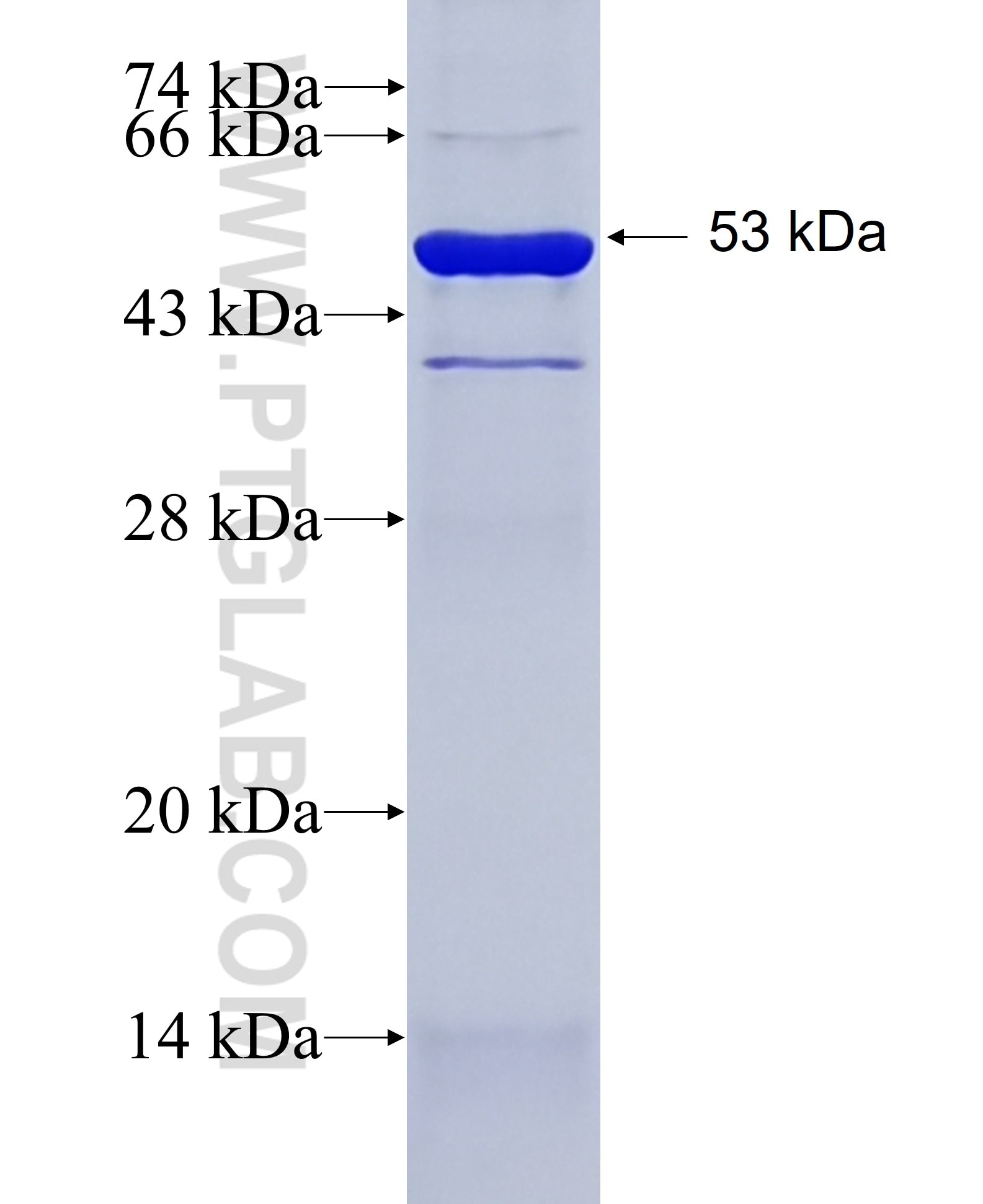 L1CAM fusion protein Ag27579 SDS-PAGE