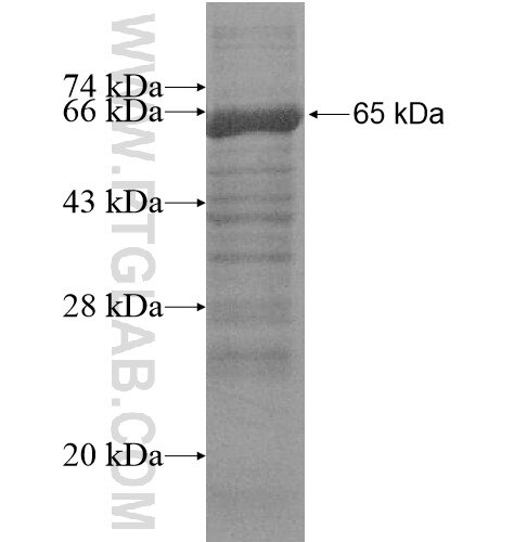 L1TD1 fusion protein Ag16147 SDS-PAGE