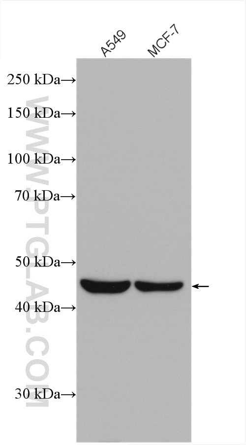 Western Blot (WB) analysis of various lysates using L2HGDH Polyclonal antibody (15707-1-AP)