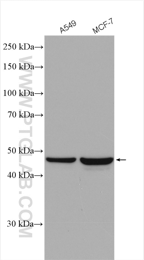 Western Blot (WB) analysis of various lysates using L2HGDH Polyclonal antibody (15707-1-AP)