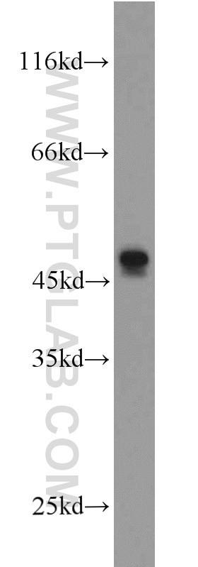 Western Blot (WB) analysis of mouse small intestine tissue using L2HGDH Polyclonal antibody (15707-1-AP)