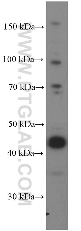 Western Blot (WB) analysis of MCF-7 cells using L2HGDH Monoclonal antibody (66269-1-Ig)