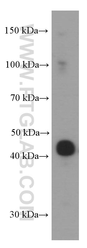 Western Blot (WB) analysis of pig brain tissue using L2HGDH Monoclonal antibody (66269-1-Ig)