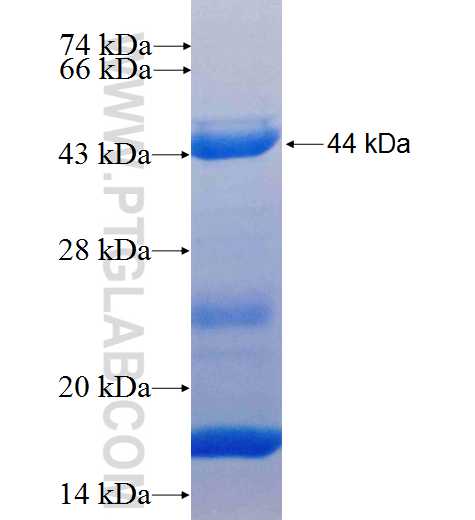 L2HGDH fusion protein Ag8382 SDS-PAGE