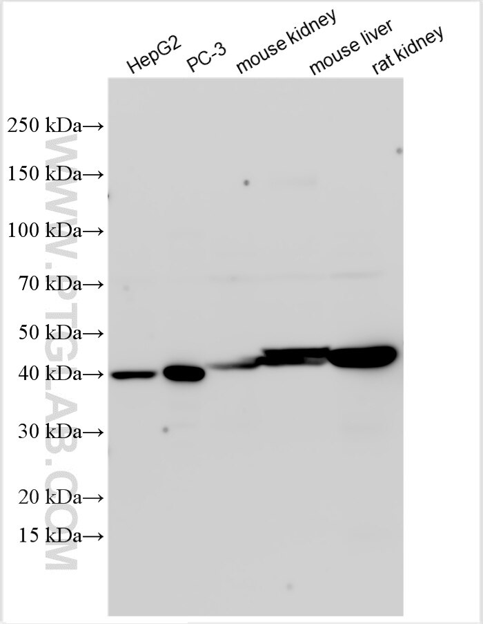 WB analysis using 33146-1-AP Western Blot (WB) analysis of various lysates using L3HYPDH Polyclonal antibody (33146-1-AP)