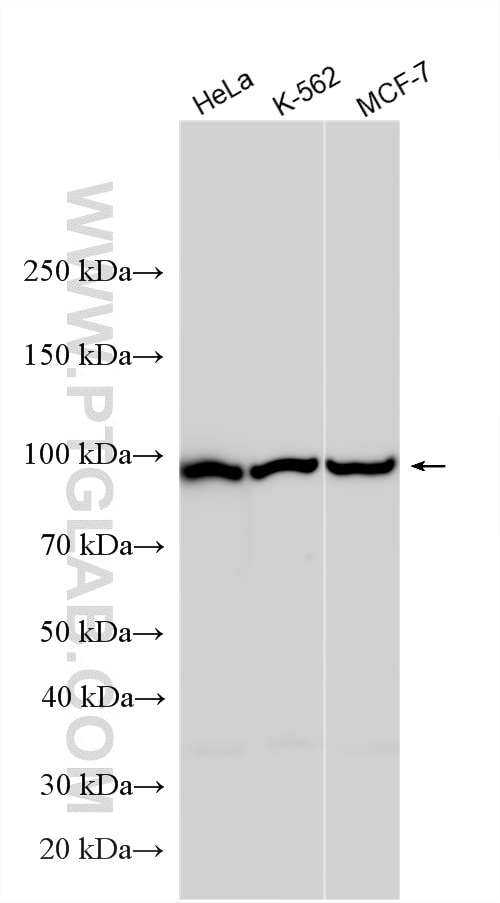 WB analysis using 24435-1-AP (same clone as 24435-1-PBS) Western Blot (WB) analysis of various lysates using L3MBTL2 Polyclonal antibody (24435-1-AP)