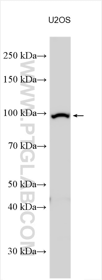 Western Blot (WB) analysis of various lysates using L3MBTL2 Polyclonal antibody (24435-1-AP)