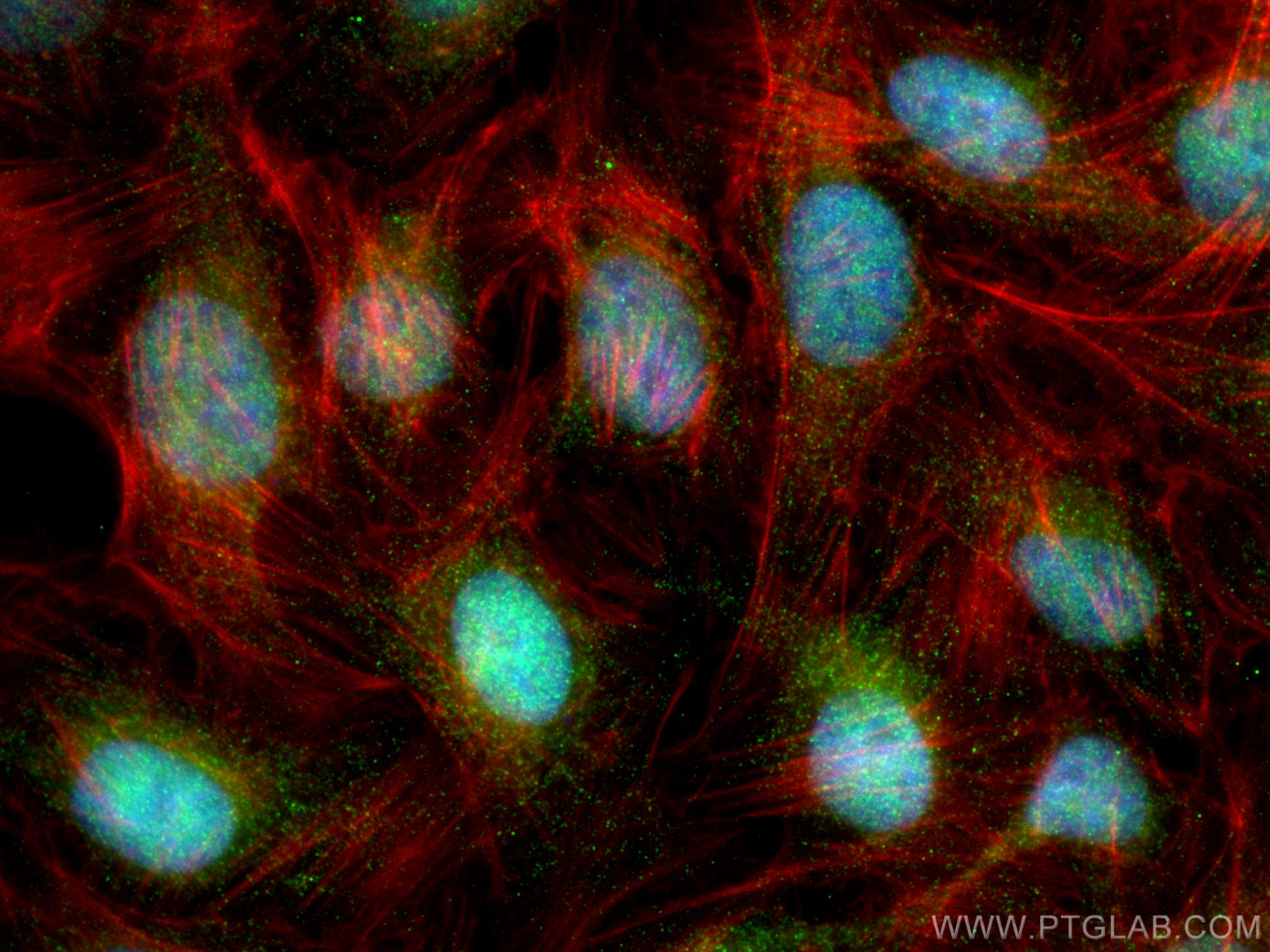 Immunofluorescence (IF) / fluorescent staining of U2OS cells using L3MBTL3 Polyclonal antibody (28112-1-AP)