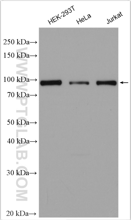 Western Blot (WB) analysis of various lysates using L3MBTL3 Polyclonal antibody (28112-1-AP)