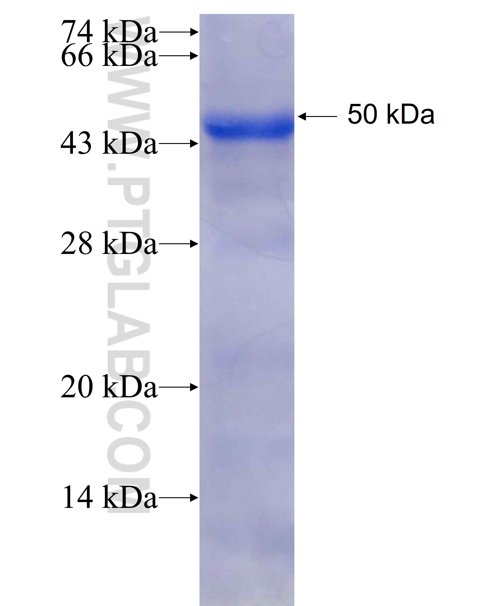 L3MBTL3 fusion protein Ag26219 SDS-PAGE