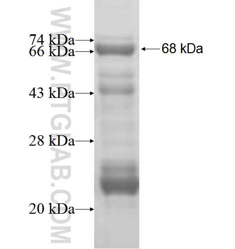 L3MBTL3 fusion protein Ag5130 SDS-PAGE