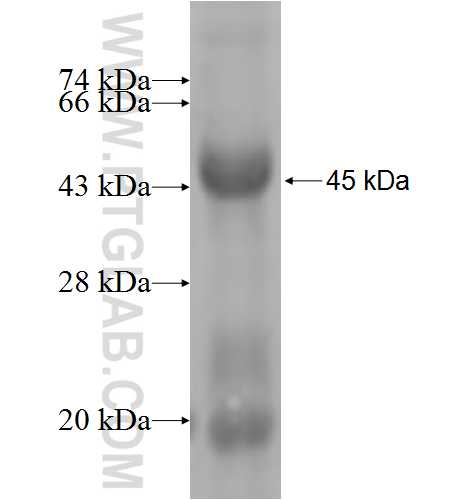 L3MBTL3 fusion protein Ag6020 SDS-PAGE