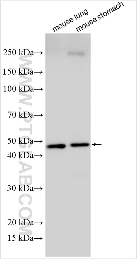 LACC1