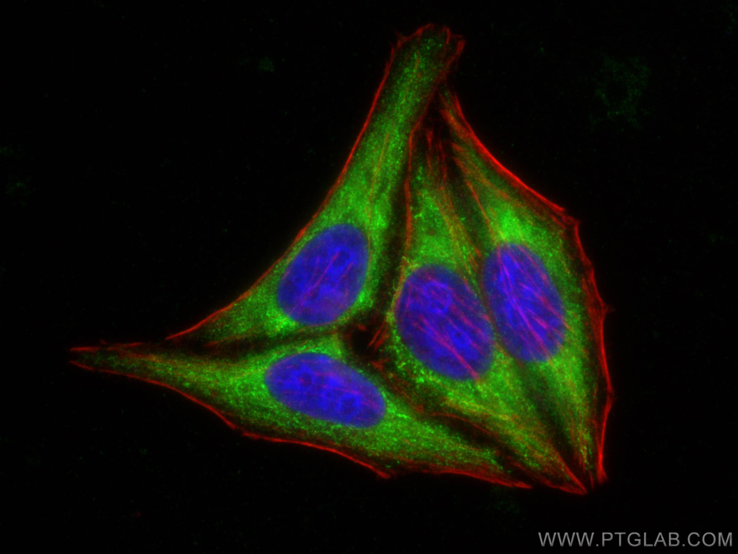 Immunofluorescence (IF) / fluorescent staining of HepG2 cells using LACE1 Polyclonal antibody (30157-1-AP)
