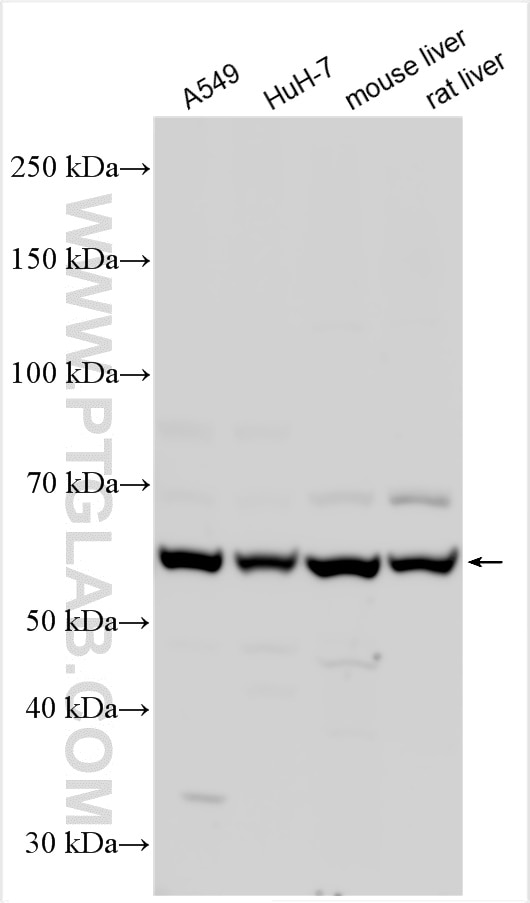 Western Blot (WB) analysis of various lysates using LACE1 Polyclonal antibody (30157-1-AP)