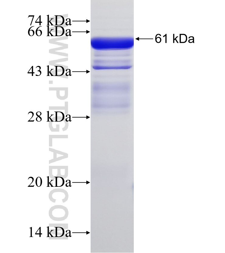 LACE1 fusion protein Ag32827 SDS-PAGE