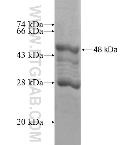 LACRT fusion protein Ag12905 SDS-PAGE