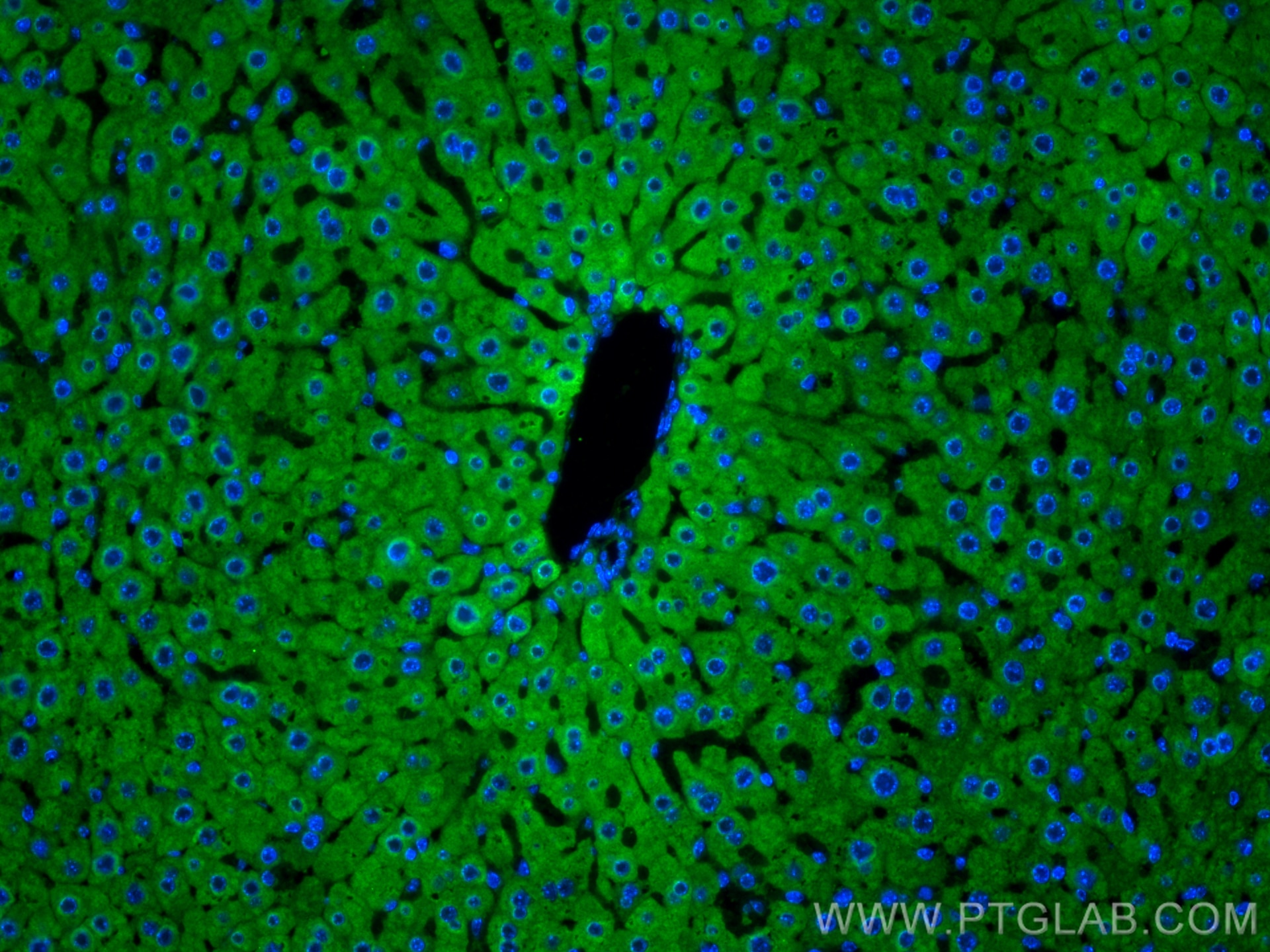 Immunofluorescence (IF) / fluorescent staining of mouse liver tissue using LACTB Polyclonal antibody (18195-1-AP)