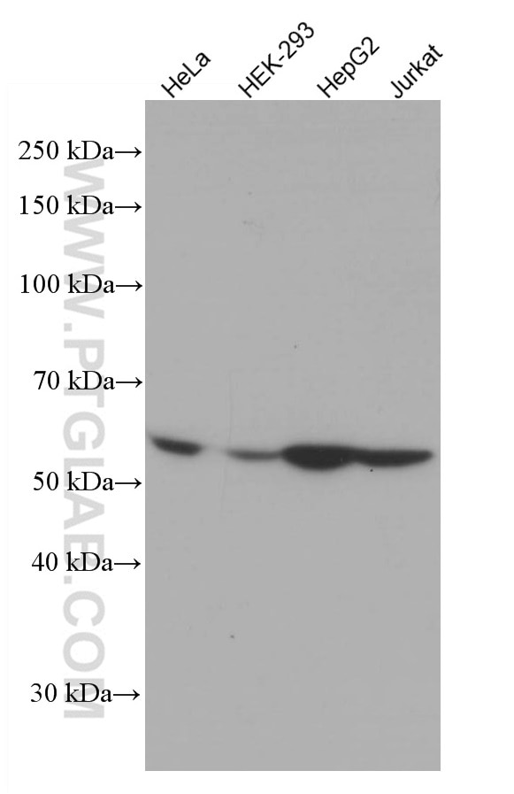 Western Blot (WB) analysis of various lysates using LACTB Monoclonal antibody (66785-1-Ig)