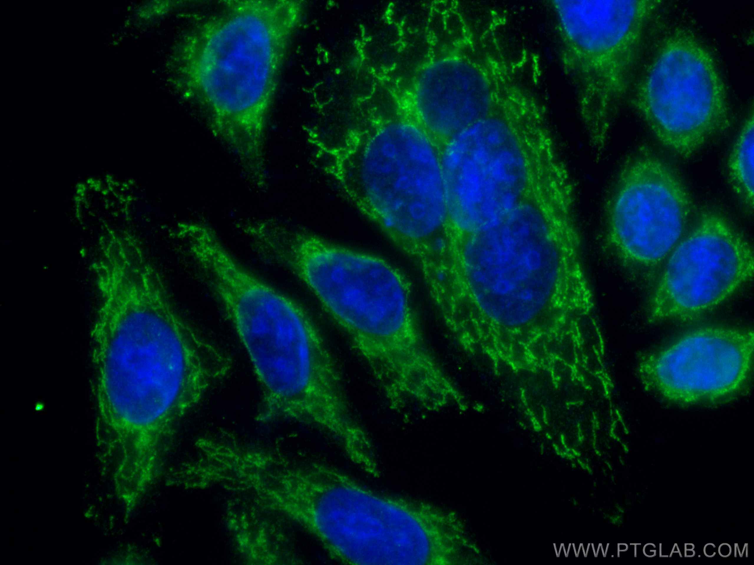 Immunofluorescence (IF) / fluorescent staining of HepG2 cells using CoraLite® Plus 488-conjugated LACTB Monoclonal ant (CL488-66785)