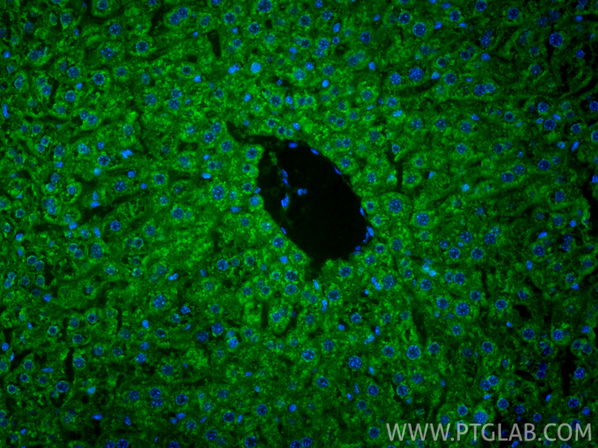 Immunofluorescence (IF) / fluorescent staining of mouse liver tissue using CoraLite® Plus 488-conjugated LACTB Monoclonal ant (CL488-66785)