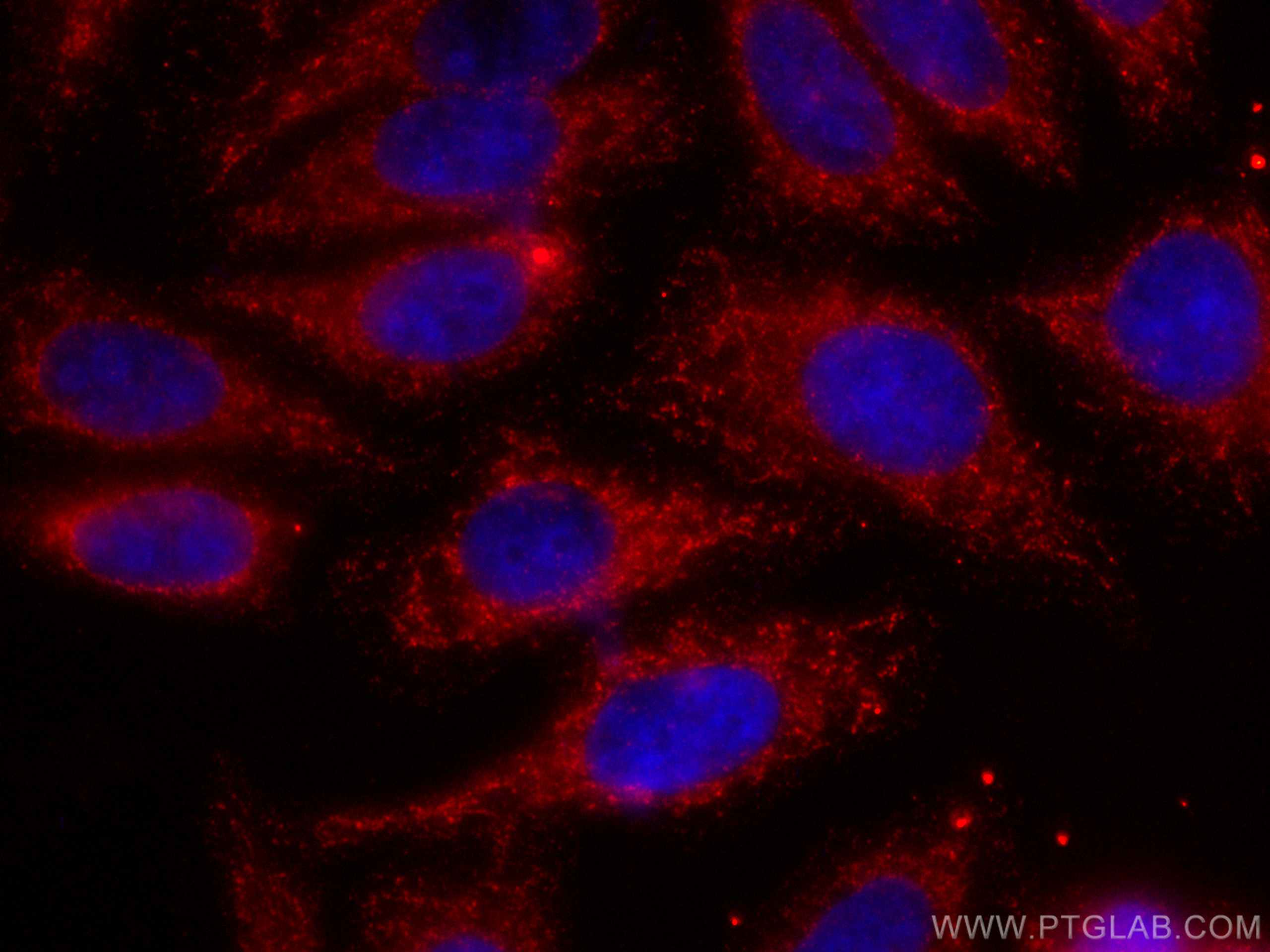 Immunofluorescence (IF) / fluorescent staining of HepG2 cells using CoraLite®594-conjugated LACTB Monoclonal antibody (CL594-66785)