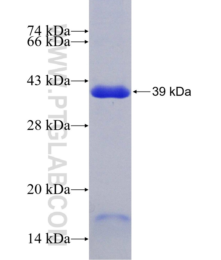 LACTB fusion protein Ag12233 SDS-PAGE