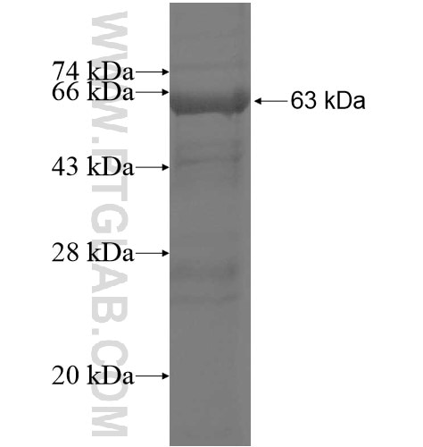 LACTB fusion protein Ag12326 SDS-PAGE