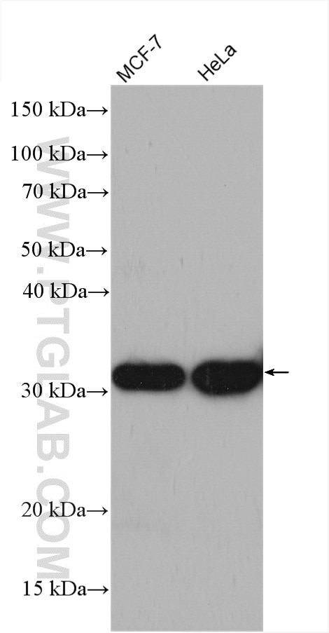 Western Blot (WB) analysis of various lysates using LACTB2 Polyclonal antibody (16783-1-AP)