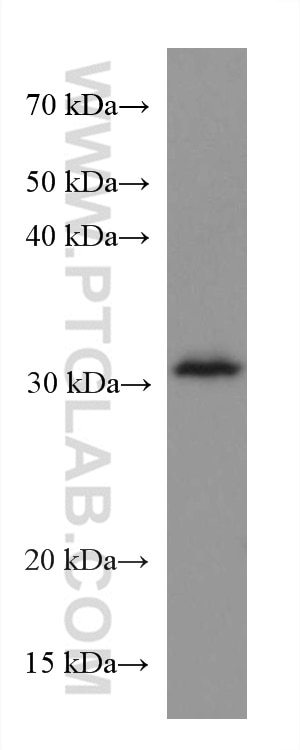 Western Blot (WB) analysis of NIH/3T3 cells using LACTB2 Monoclonal antibody (67399-1-Ig)