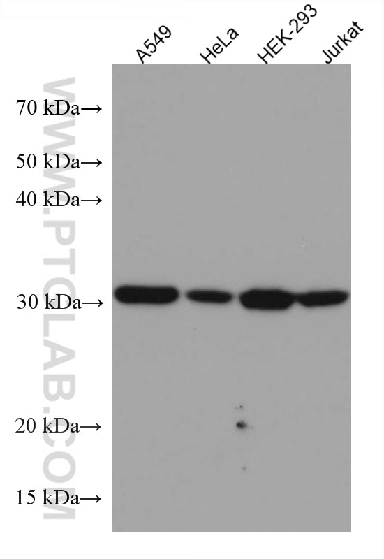 Western Blot (WB) analysis of various lysates using LACTB2 Monoclonal antibody (67399-1-Ig)