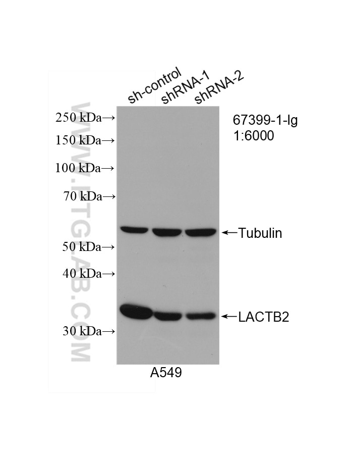 Western Blot (WB) analysis of A549 cells using LACTB2 Monoclonal antibody (67399-1-Ig)