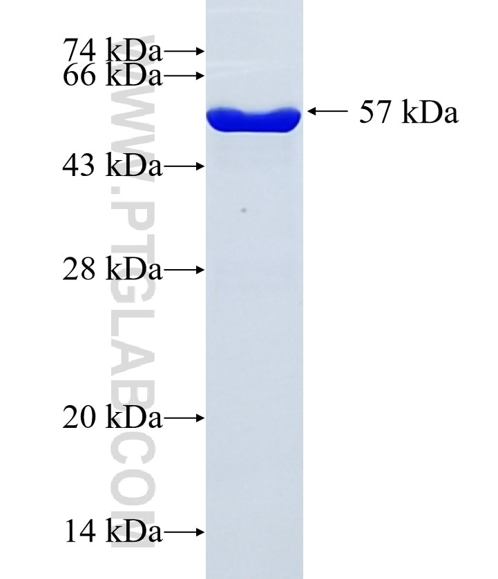 LACTB2 fusion protein Ag10213 SDS-PAGE