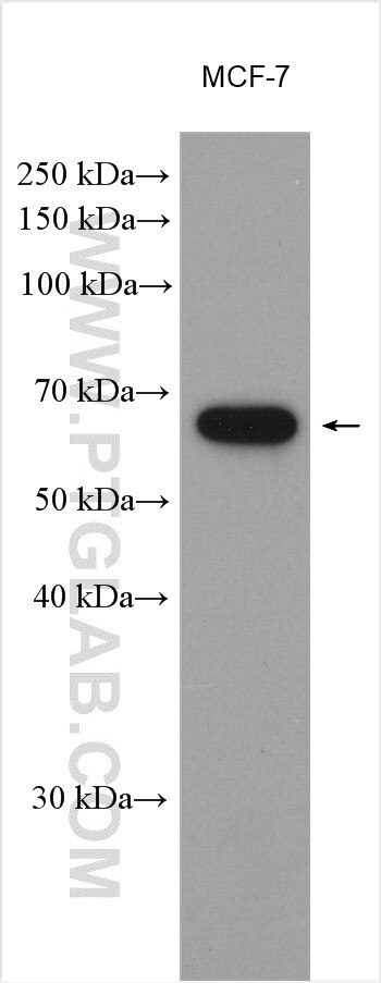 Western Blot (WB) analysis of various lysates using LAD1 Polyclonal antibody (16136-1-AP)